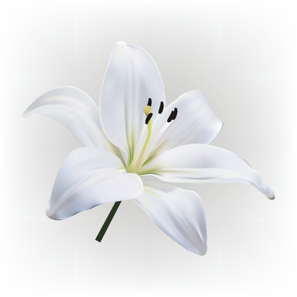 white light lily flower isolated on white background. Free Vector