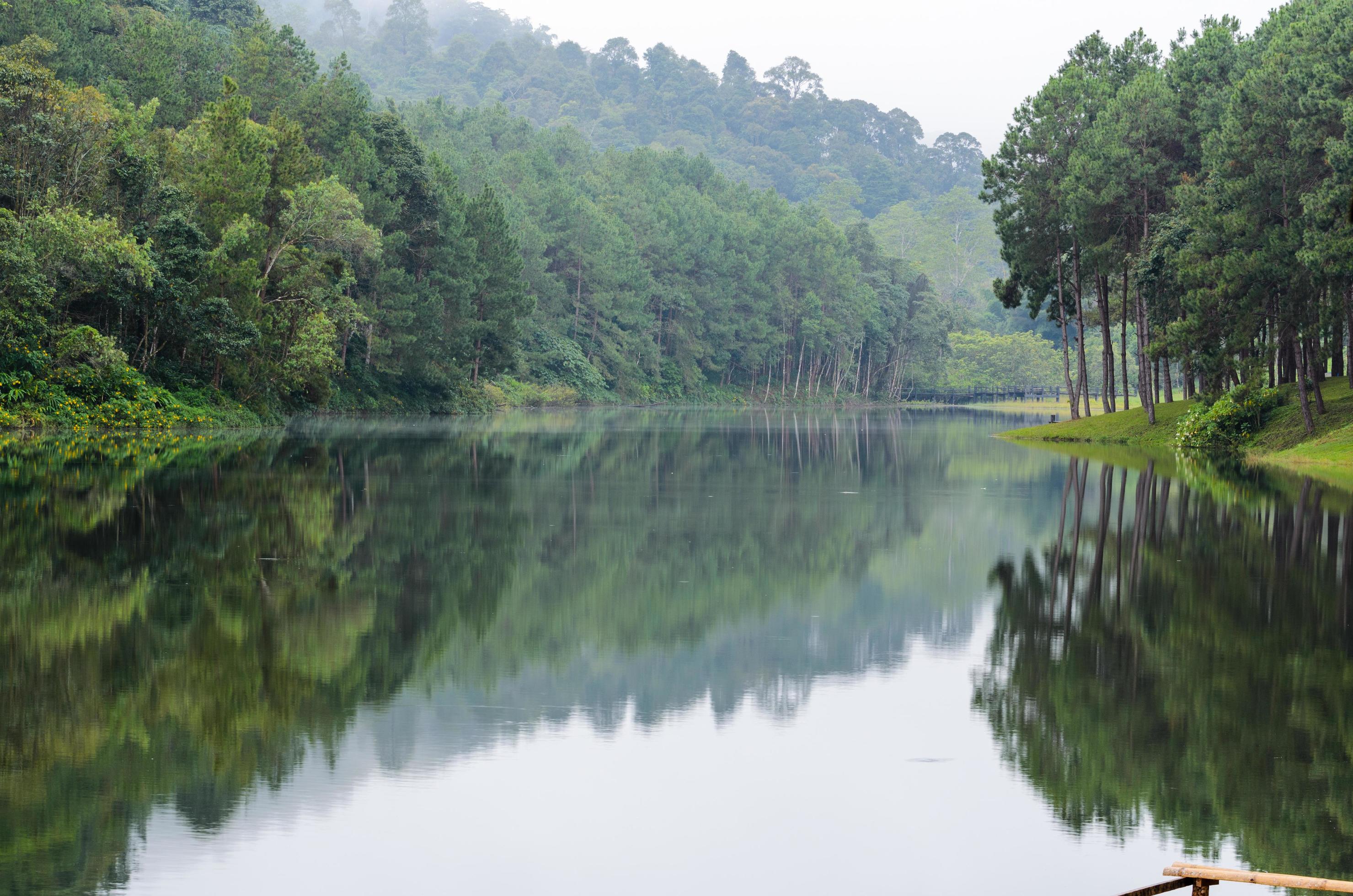 Nature landscape at morning of lakes and pine forests Stock Free