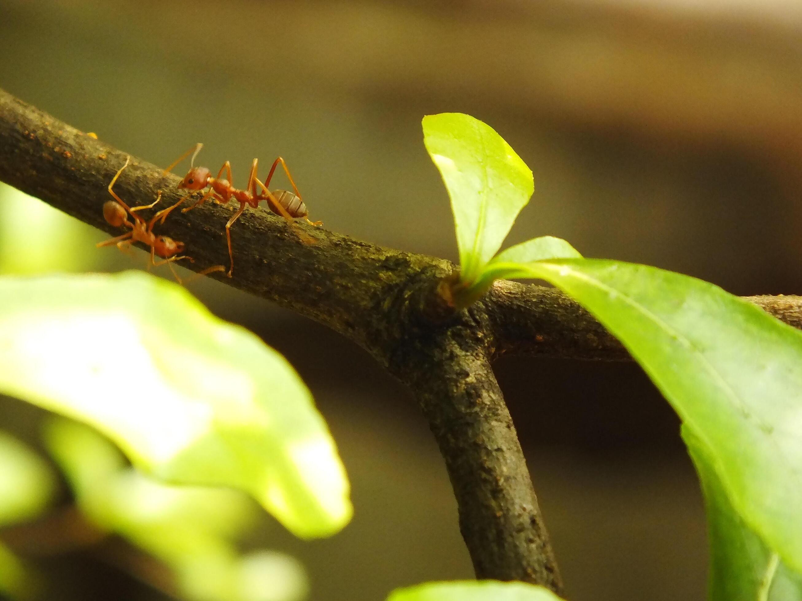 Selective focus of a red weaver ants colony walking on tree branch with nature background Stock Free