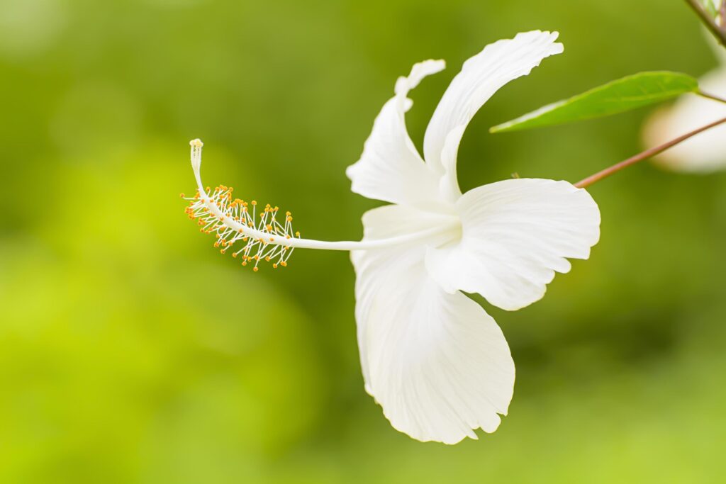 Hibiscus is a genus of flowering plants in the mallow family, Malvaceae. Stock Free