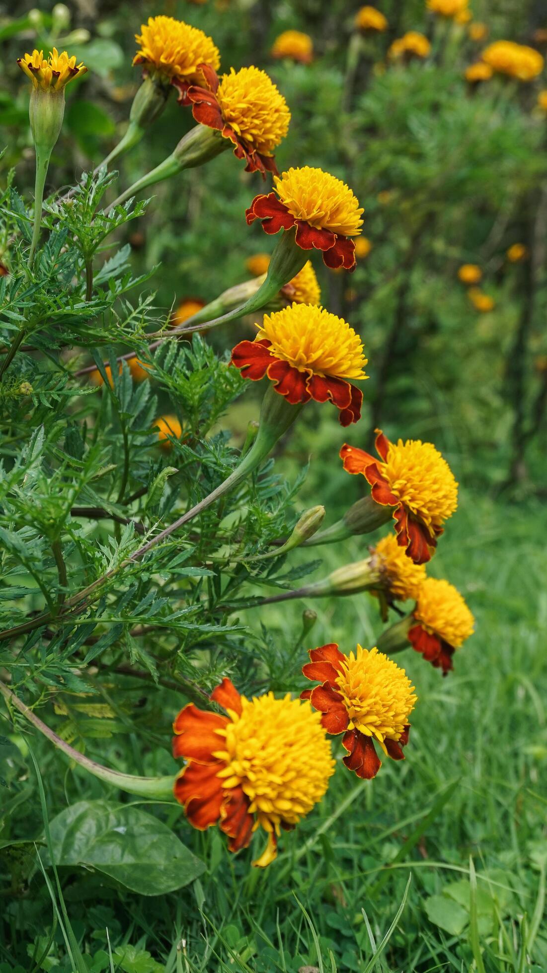 beautiful marigold flowers with nature background Stock Free