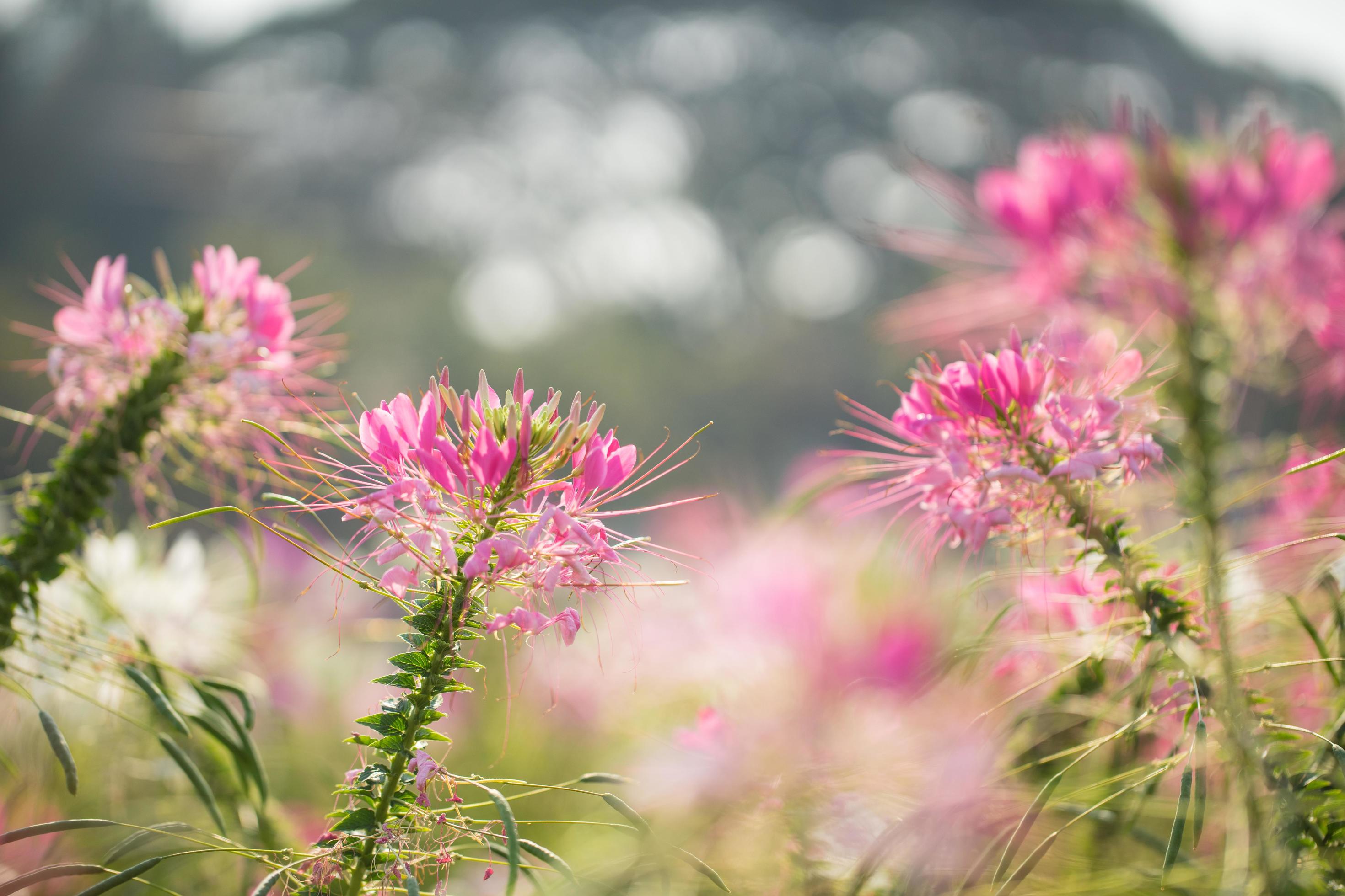 beautiful flower field in the morning Stock Free