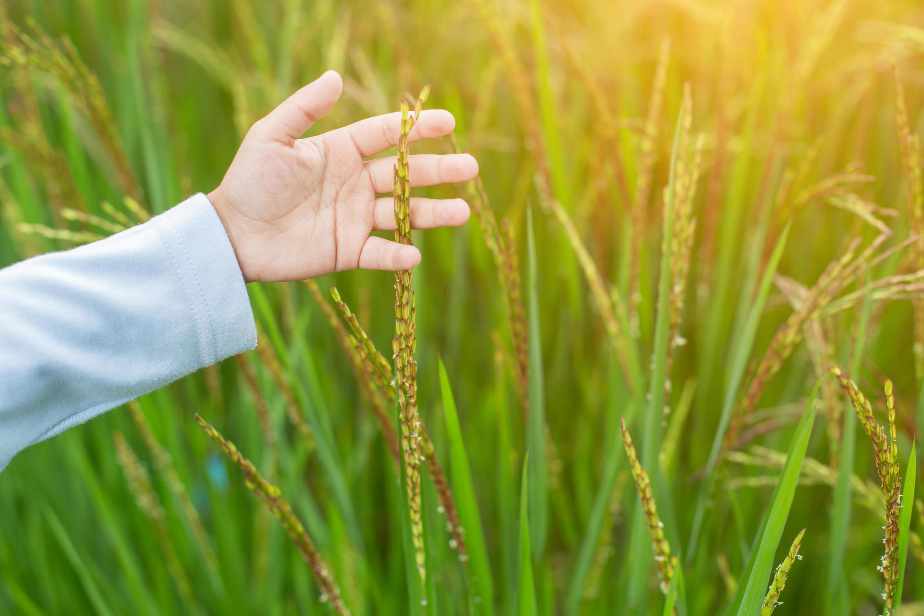 Hand of Young Woman Enjoying Nature with sunrise. Stock Free