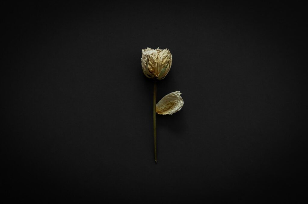 Dried rose on dark background. Minimalist flat lay black concept. Stock Free