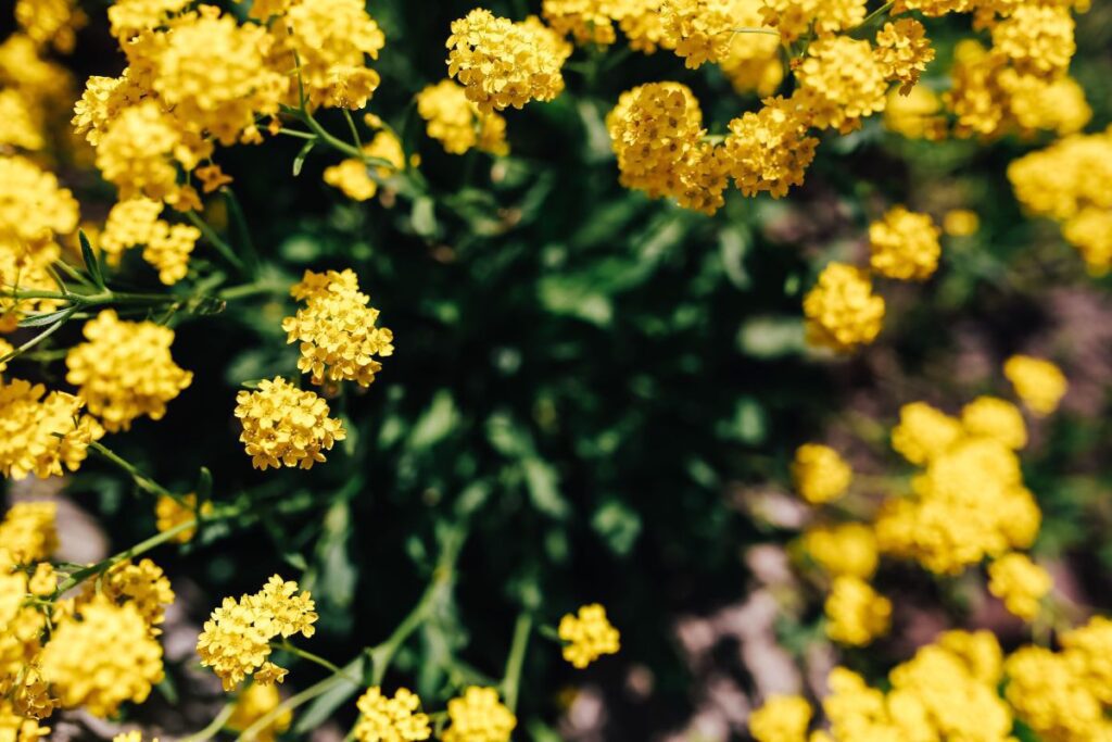 Small yellow flowers Stock Free