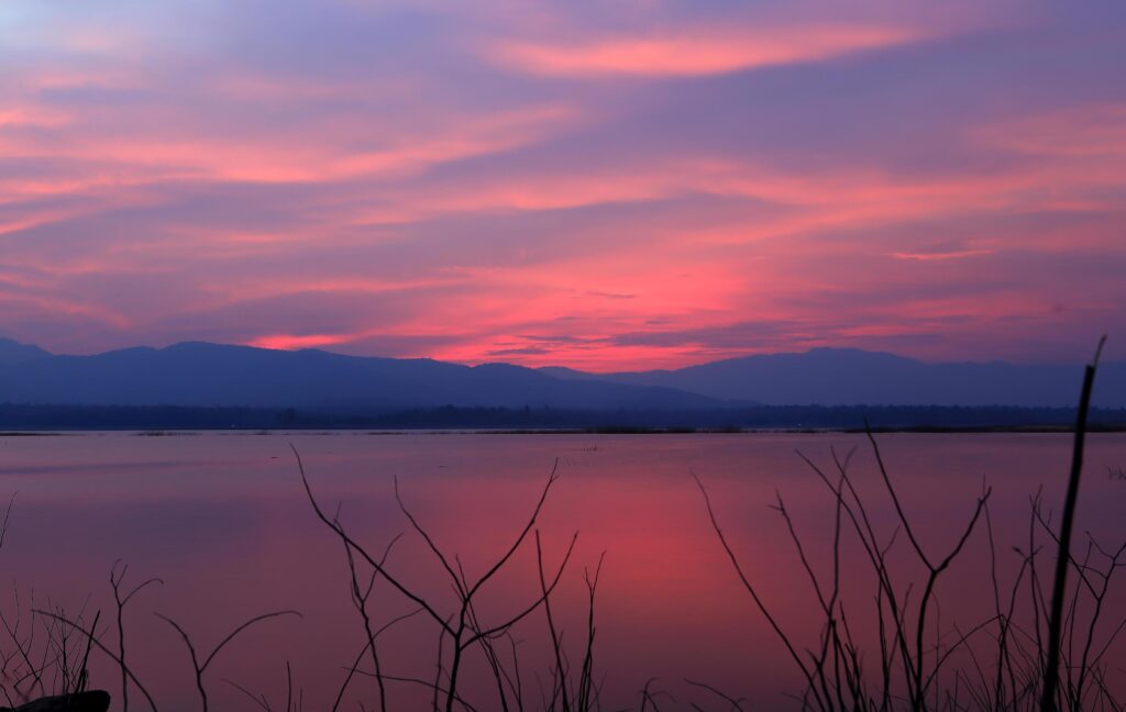 Sunset silhouette tree on the lake Stock Free