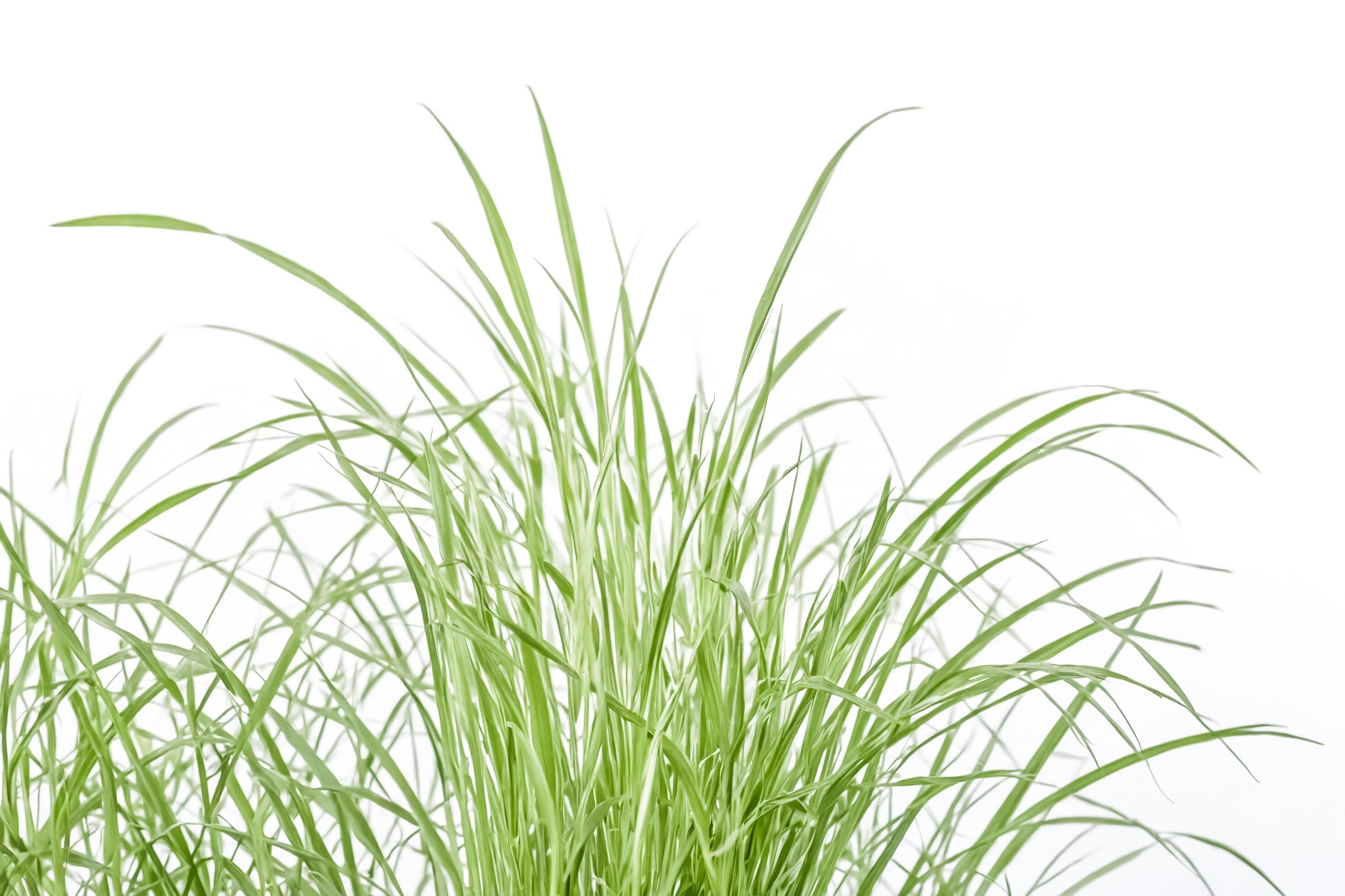 Green Grass Blades On White Background Stock Free