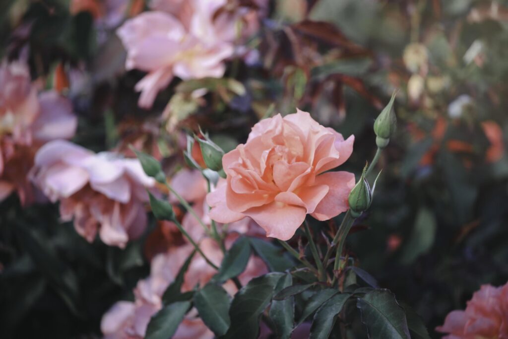 Orange roses blooming in the summer garden, one of the most fragrant flowers, best smelling, beautiful and romantic flowers Stock Free