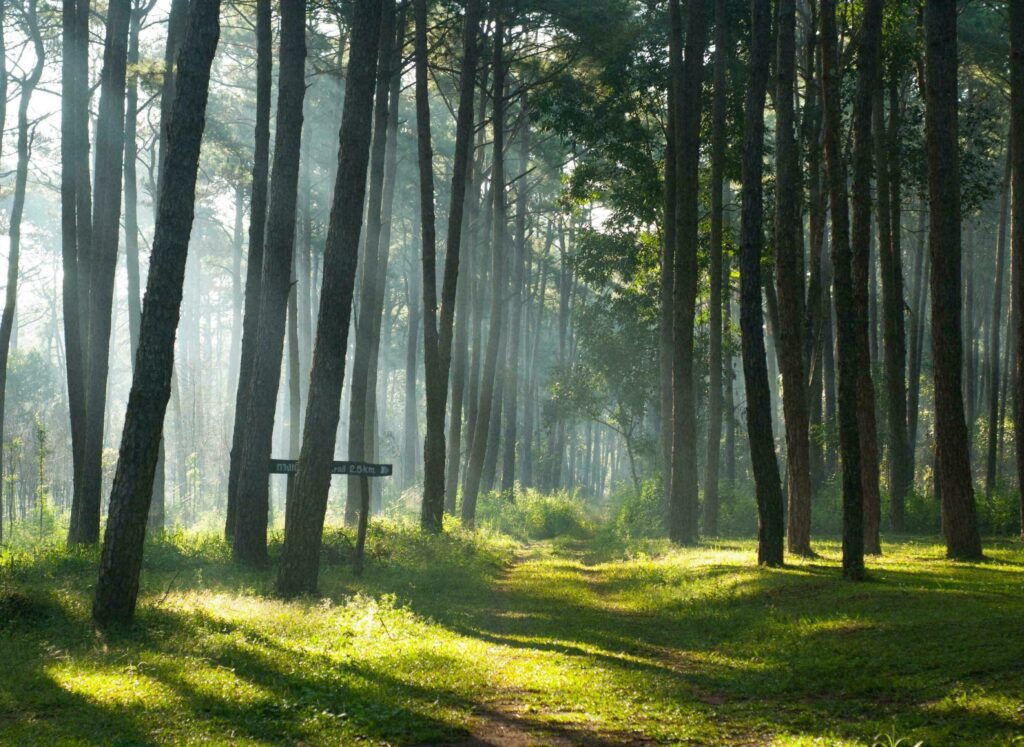 Nature green landscape sky background photo Stock Free