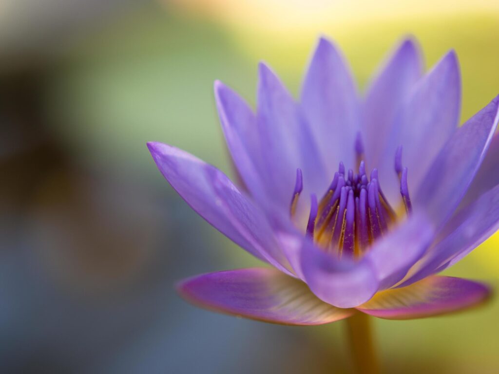 Closeup colorful beauty lotus flower blooming Stock Free