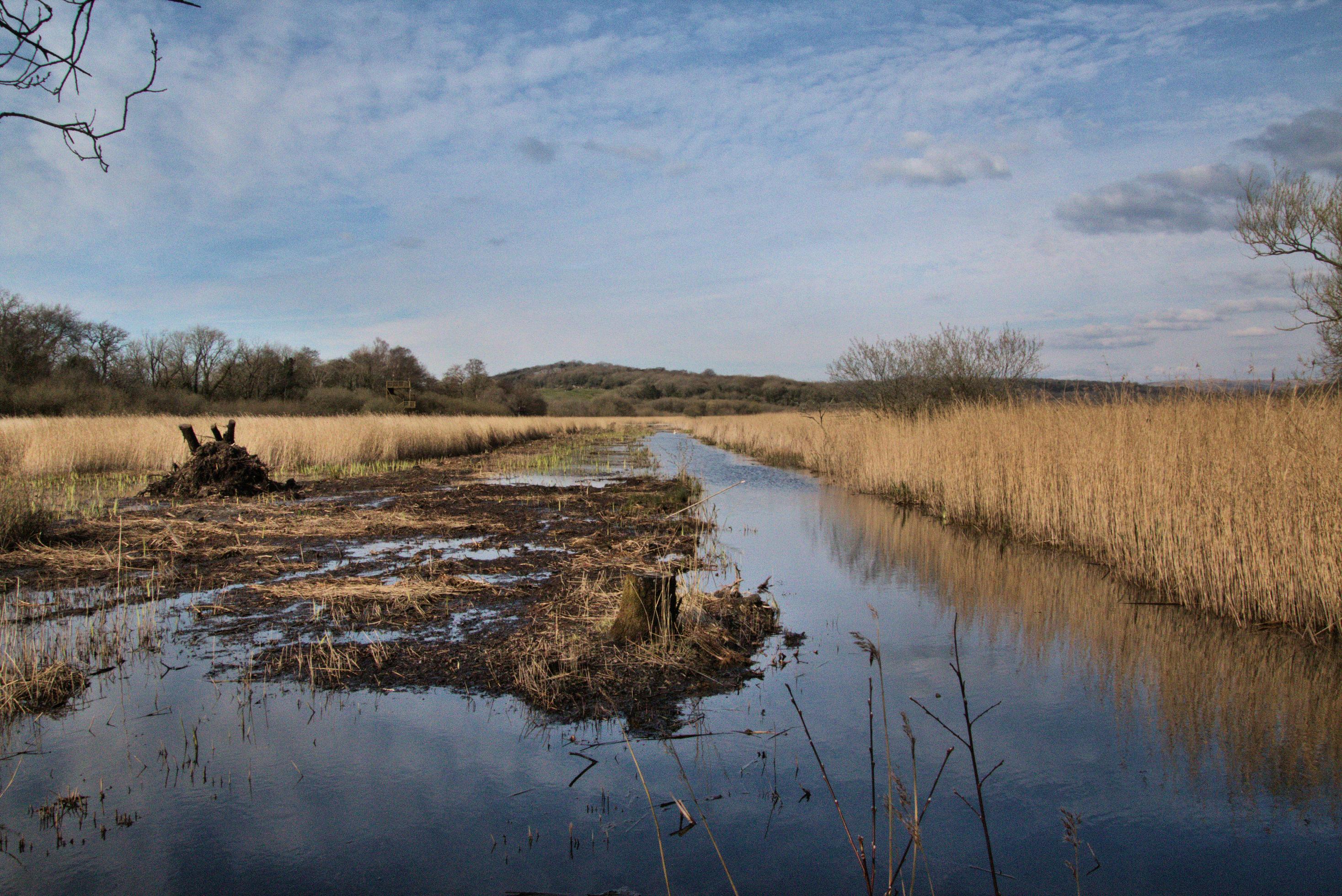 A view of Leighton Moss Nature Reserve Stock Free