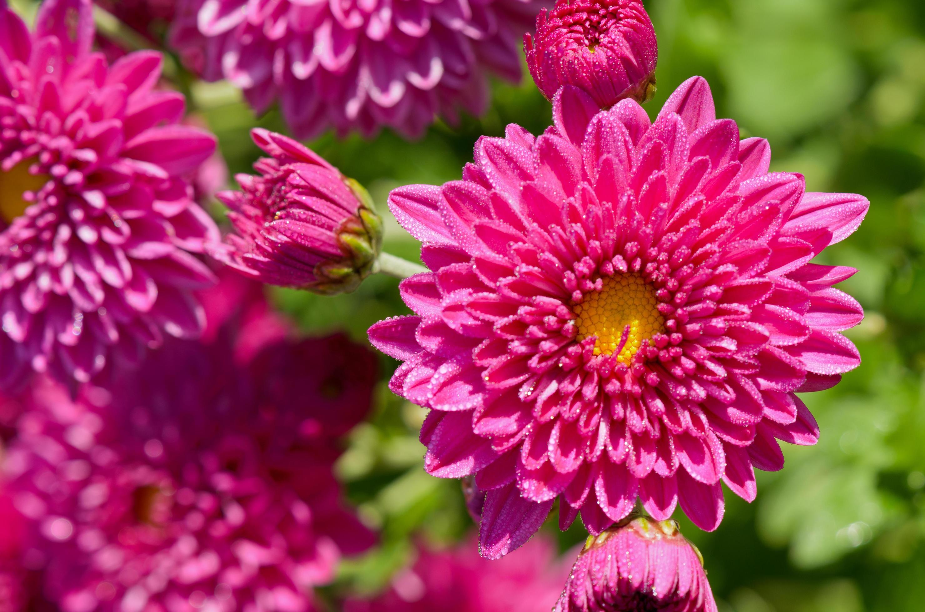 Close up fuchsia Chrysanthemum Morifolium flowers Stock Free