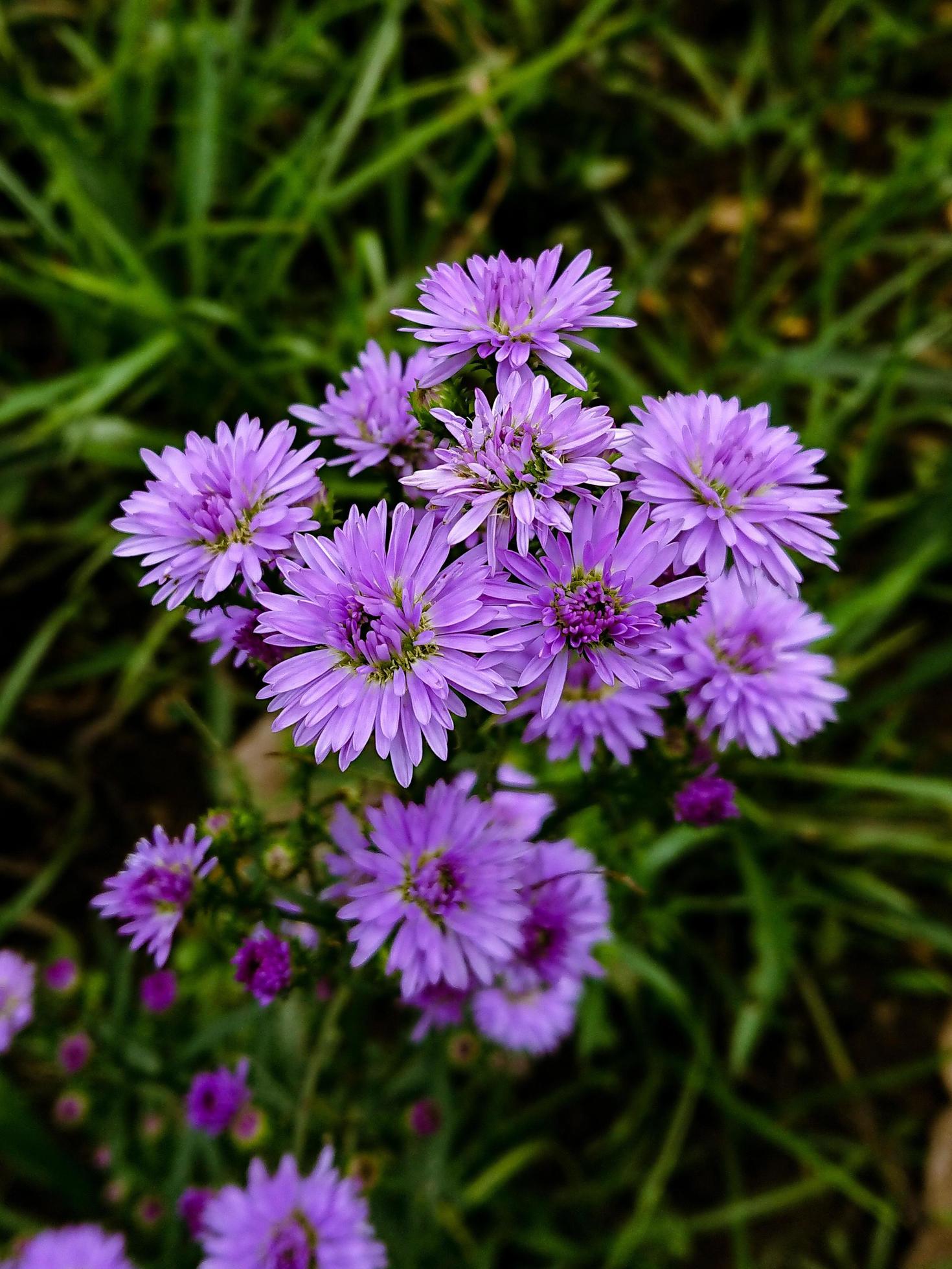 beautiful purple flower macro Stock Free