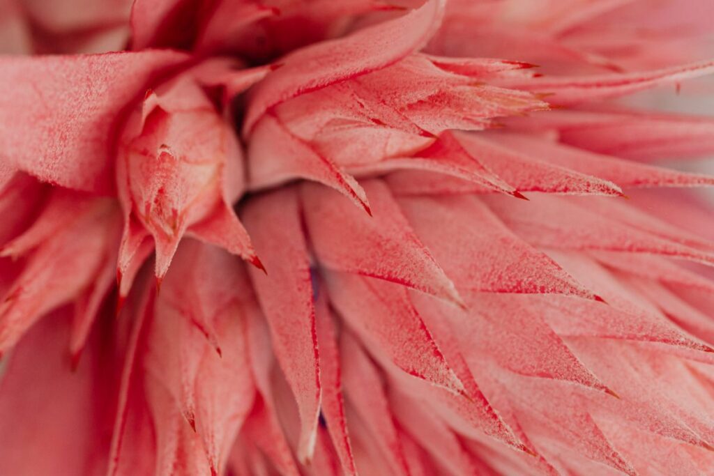 Aechmea fasciata – silver vase – urn plant – Bromeliaceae – pink flower Stock Free