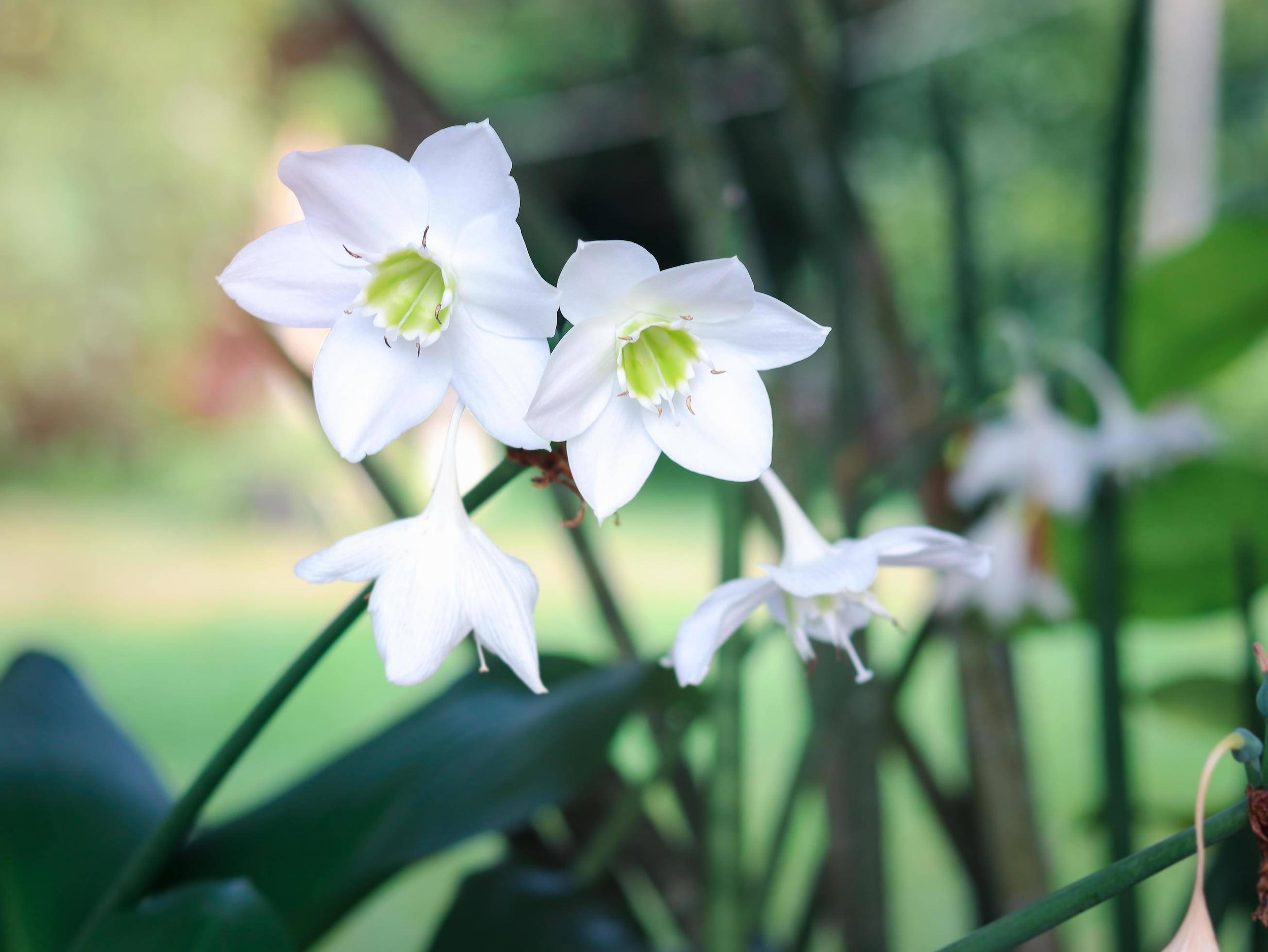 Amazon lily, Eucharis lily, Eucharis grandiflora, beautiful white flowers of a tropical plant with green leaves blooming in summer garden Stock Free