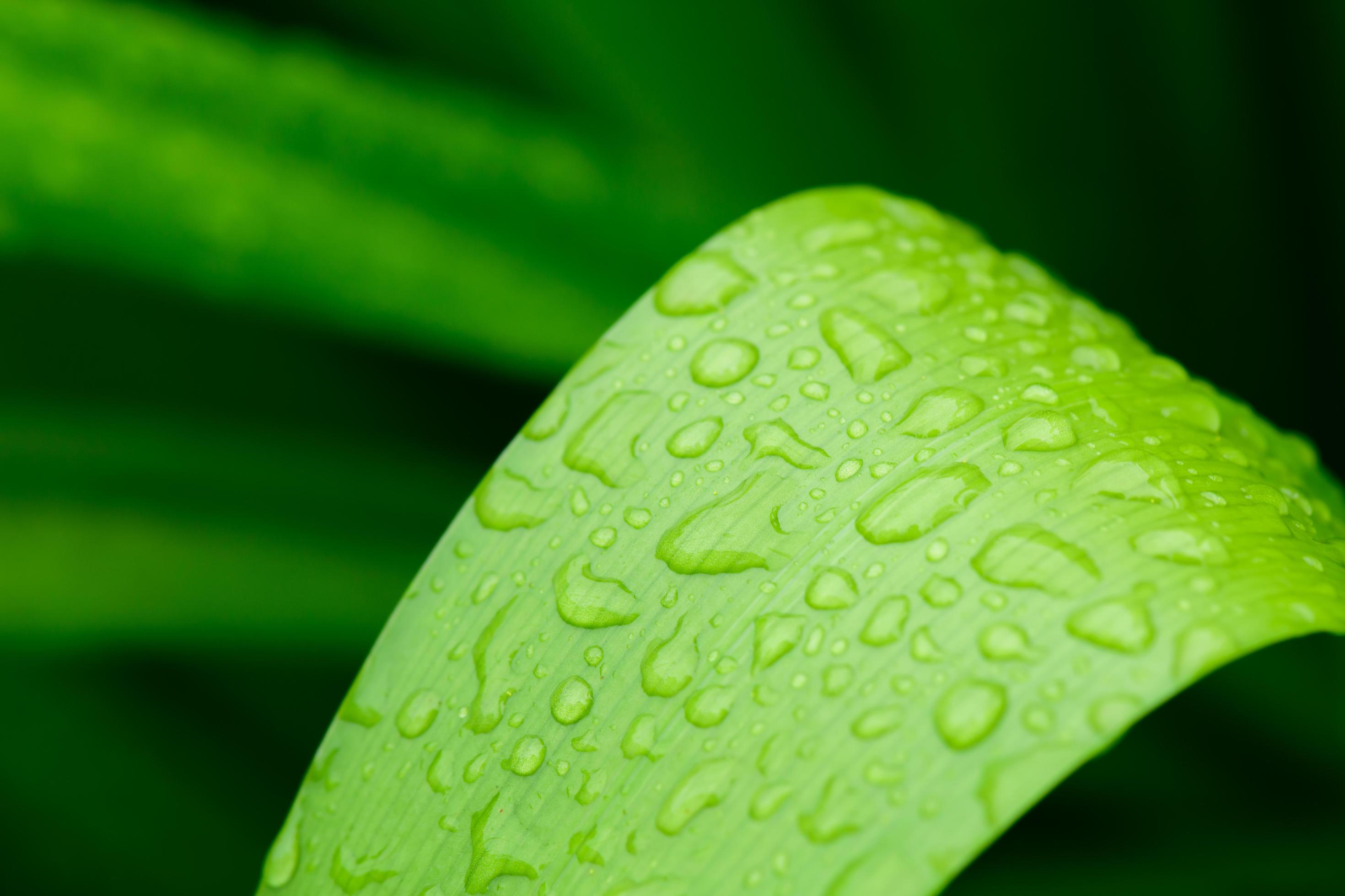 abstract stunning green leaf texture, tropical leaf foliage nature green background Stock Free