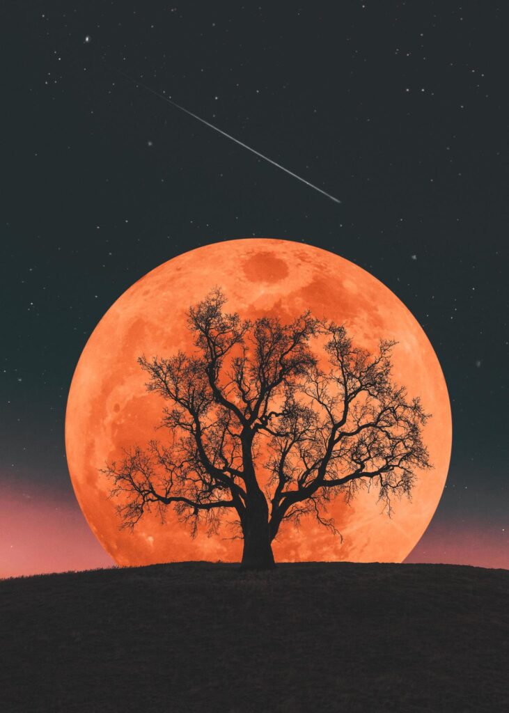 Moonrise on a background of a lonely tree Stock Free