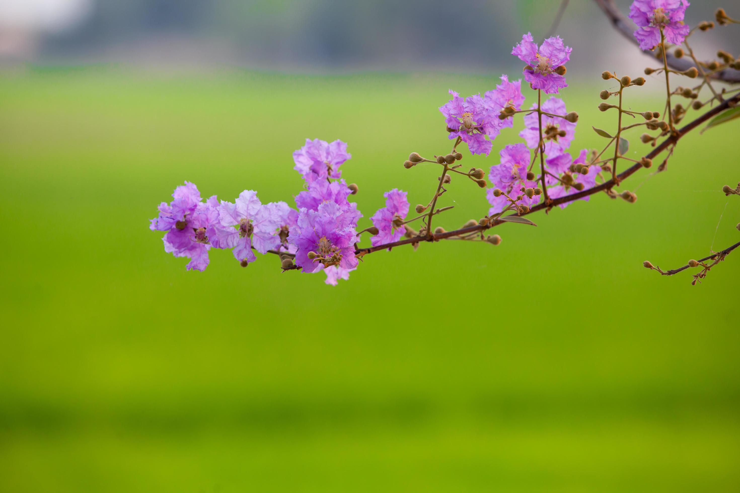 Lagerstroemia floribunda flower Stock Free