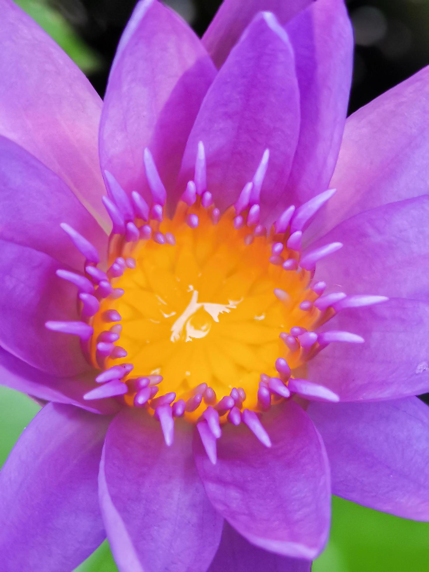 Blooming lotus, pinkish purple with yellow stamens It’s a beautiful flower, macro. Stock Free