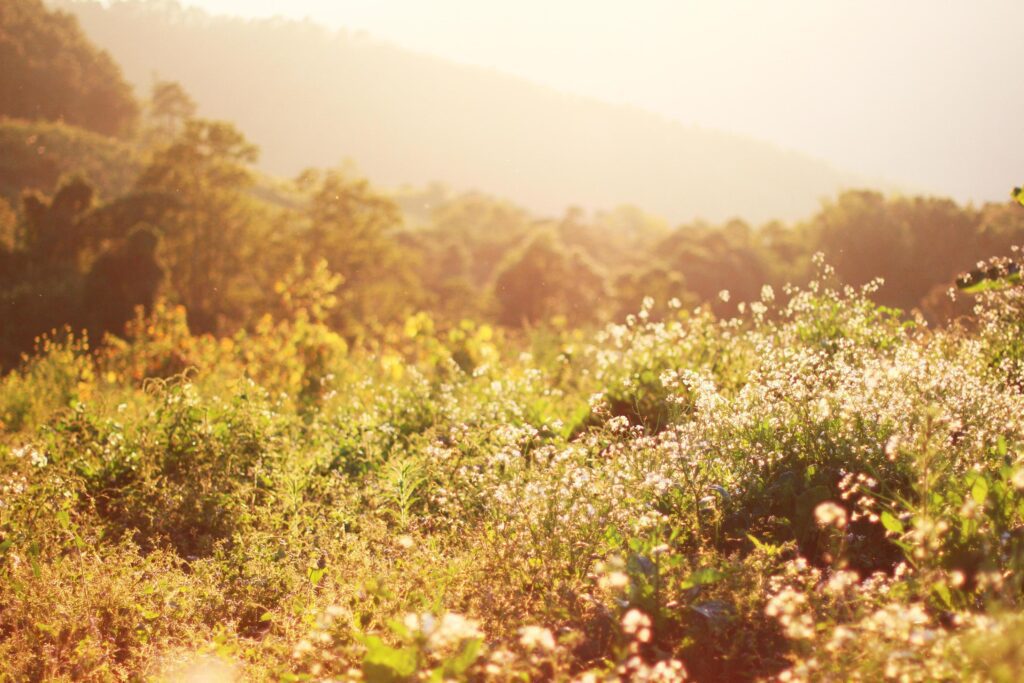 Beautiful bloming white wild flowers fields in springtime and natural sunlight shining on mountain. Stock Free