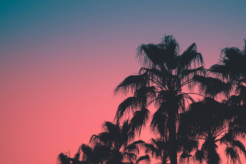 Silhouette of Palm Trees After Sunset Free Photo