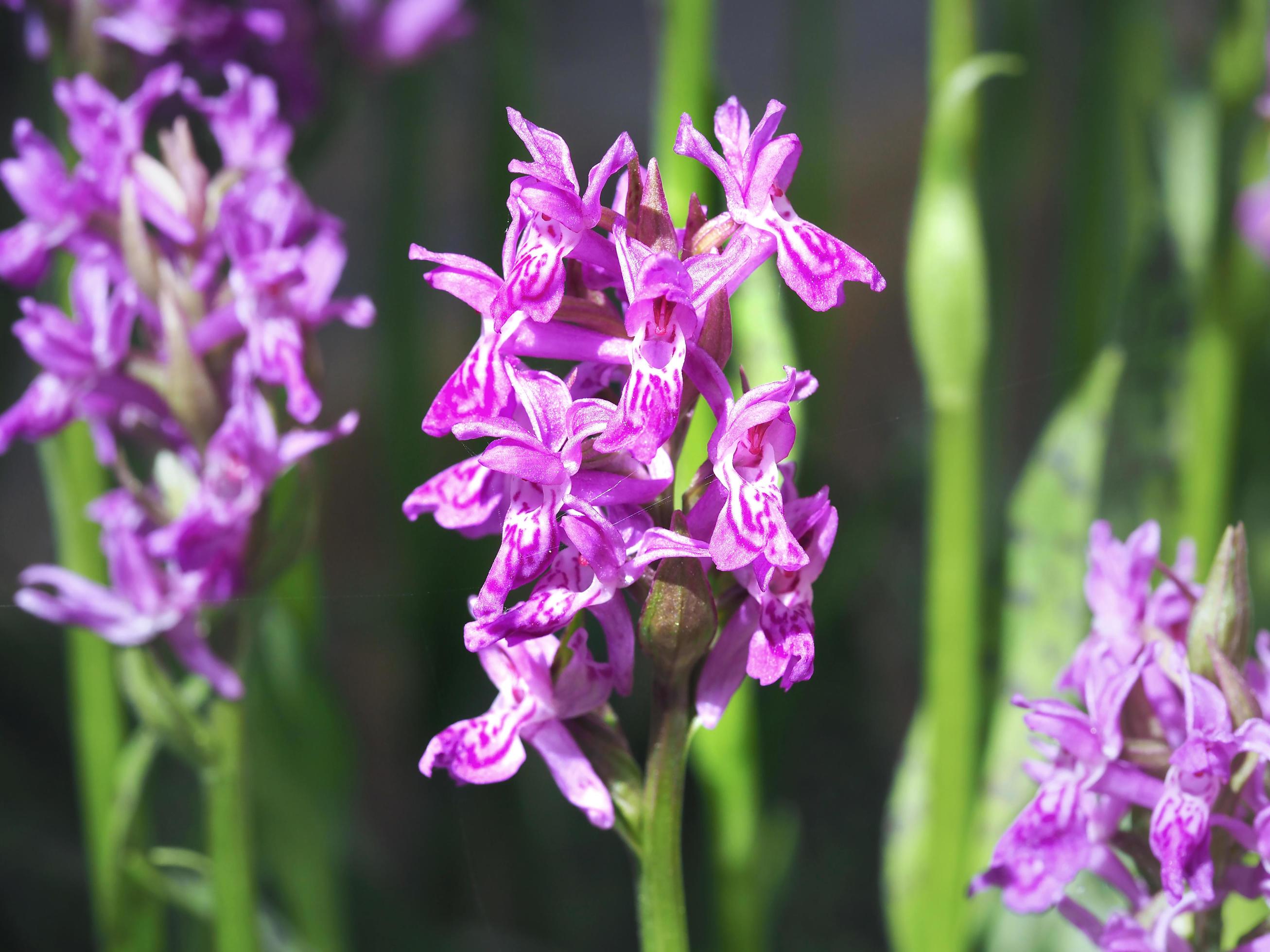 Closeup of a common spotted orchid flower Stock Free