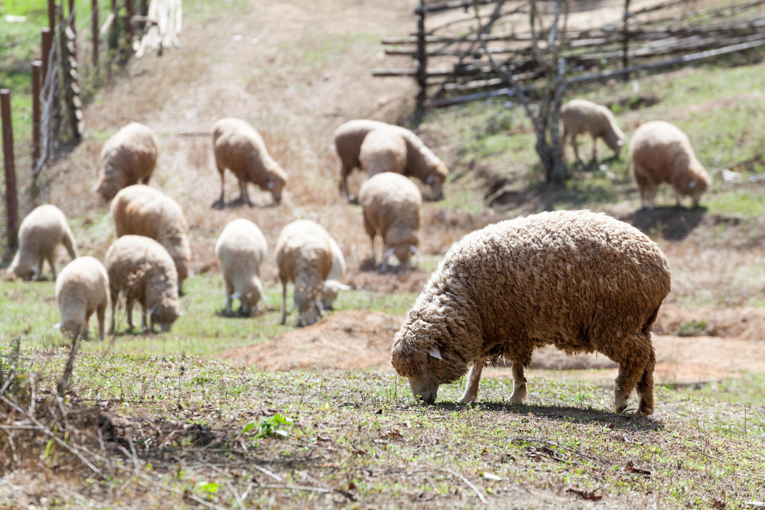 Sheep in nature on meadow. Farming outdoor. Stock Free