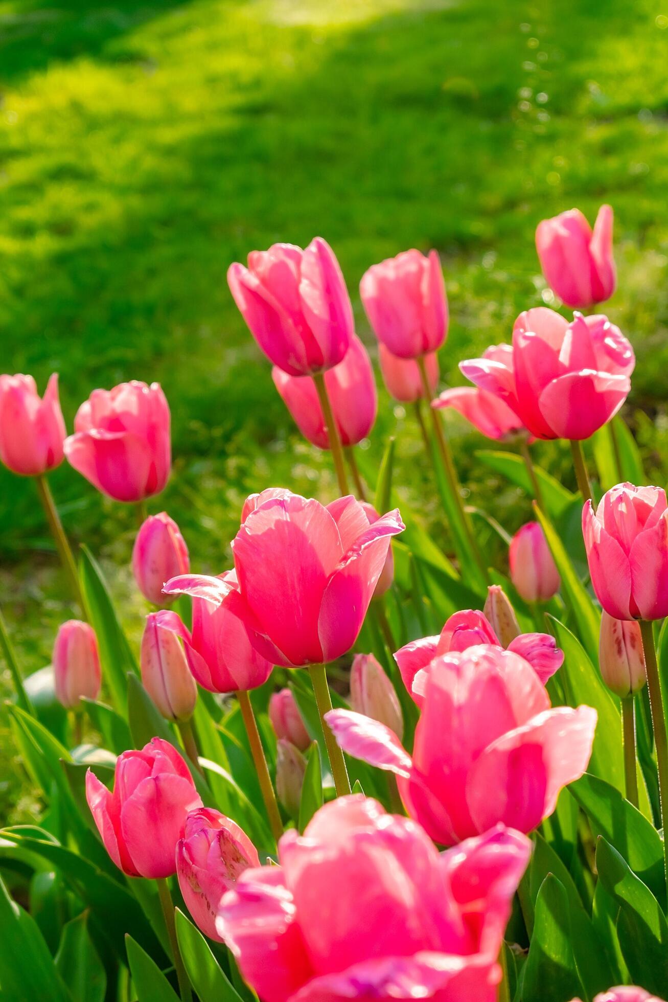 Background of many bright pink tulips. Floral background from a carpet of bright pink tulips. Stock Free