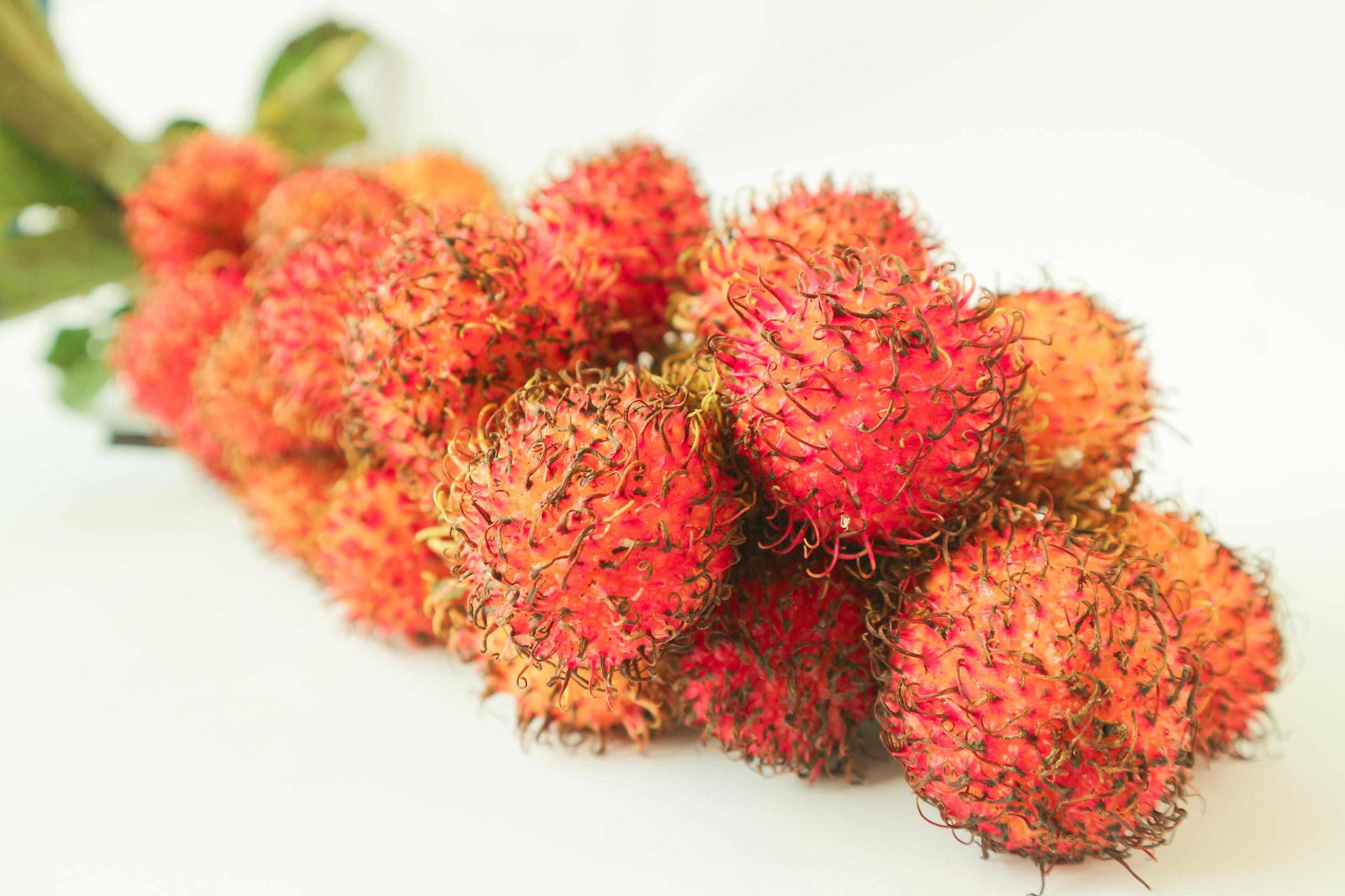 Rambutan taxonomic name, Nephelium lappaceum is a medium sized tropical tree in the Sapindaceae family Stock Free