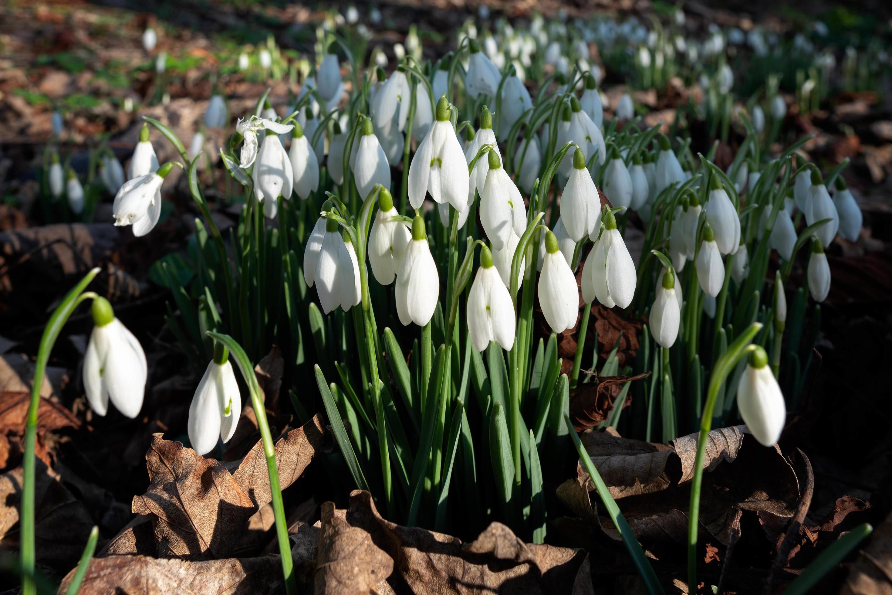 Snowdrops flowering in January in Folkington East Sussex Stock Free