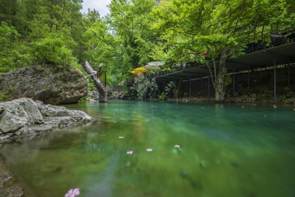 Mountain river stream waterfall green forest Landscape nature plant tree rainforest jungle Stock Free