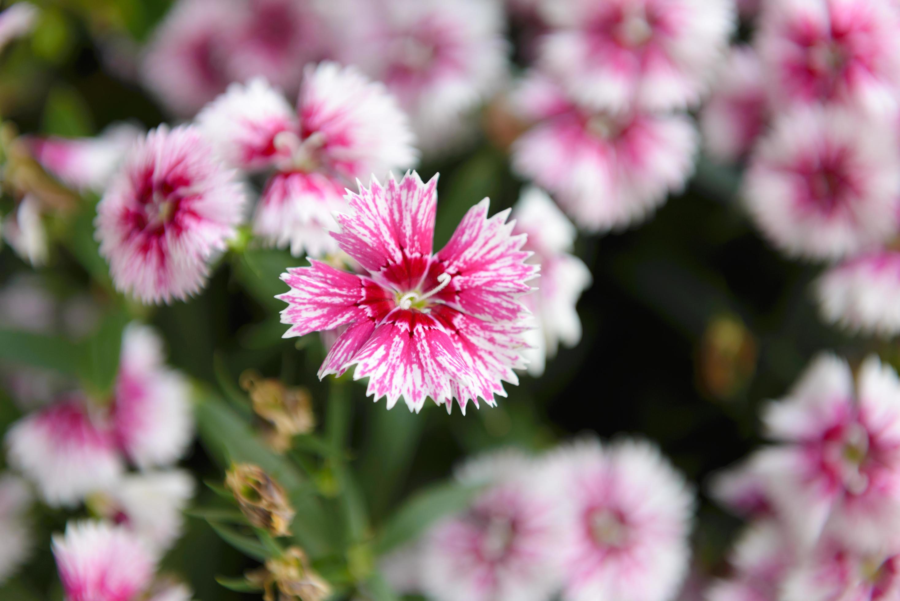 Beautiful Dianthus flower or Dianthus chinensis blossoming in the gardern Stock Free