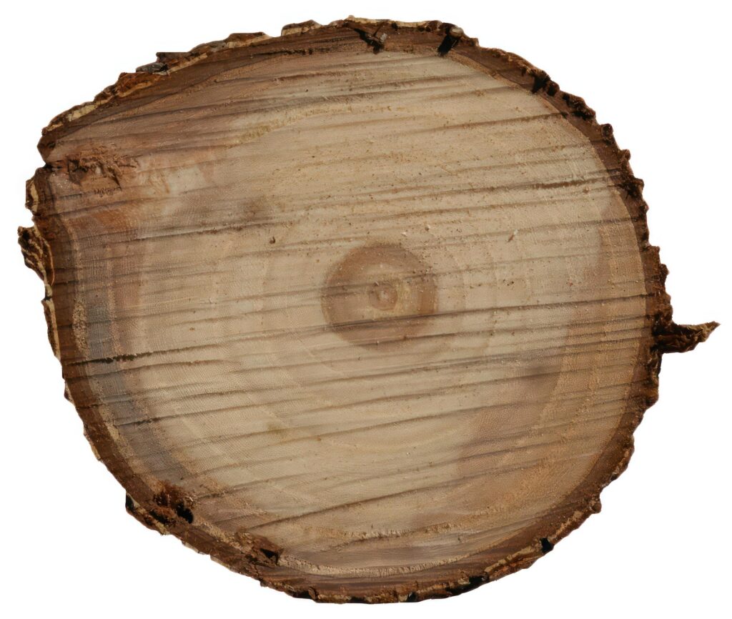 Pine Tree wood stumps on ground after being cut with real wood texture background. Stock Free