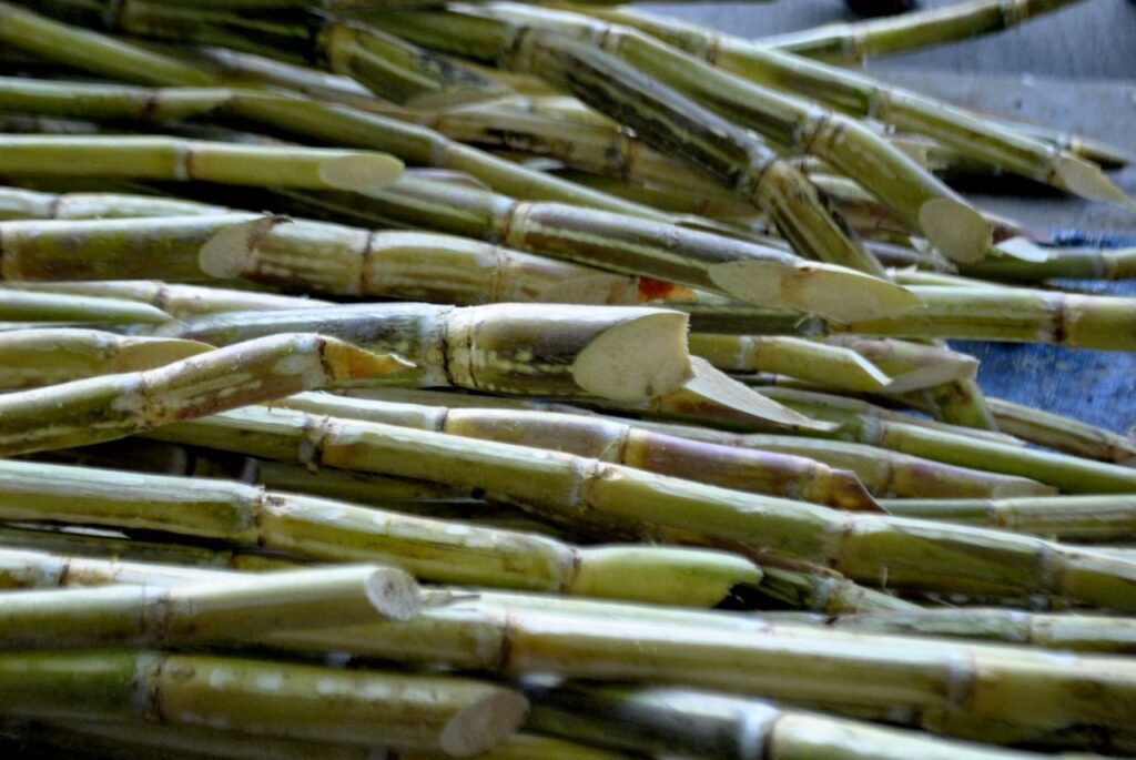 Sugarcane Stock Free