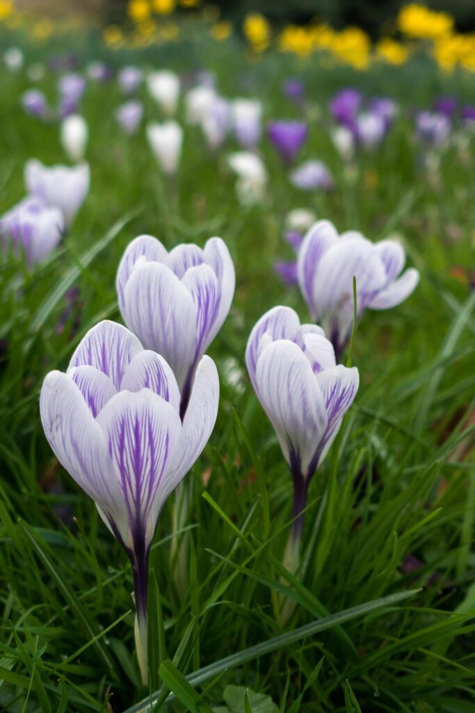 Crocuses Flowering in East Grinstead Stock Free