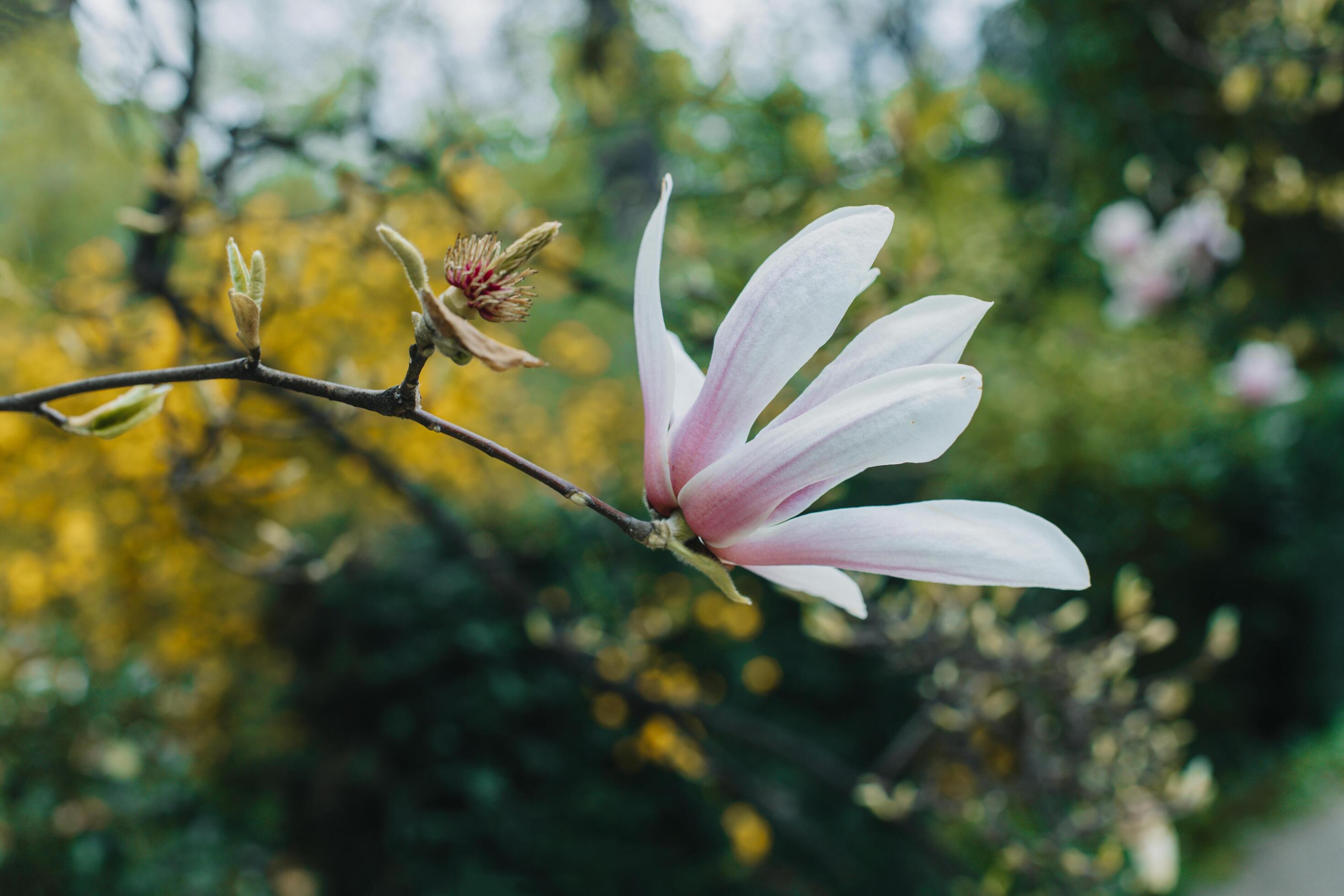 Amazing Magnolia flower in a spring garden. Springtime background. Stock Free