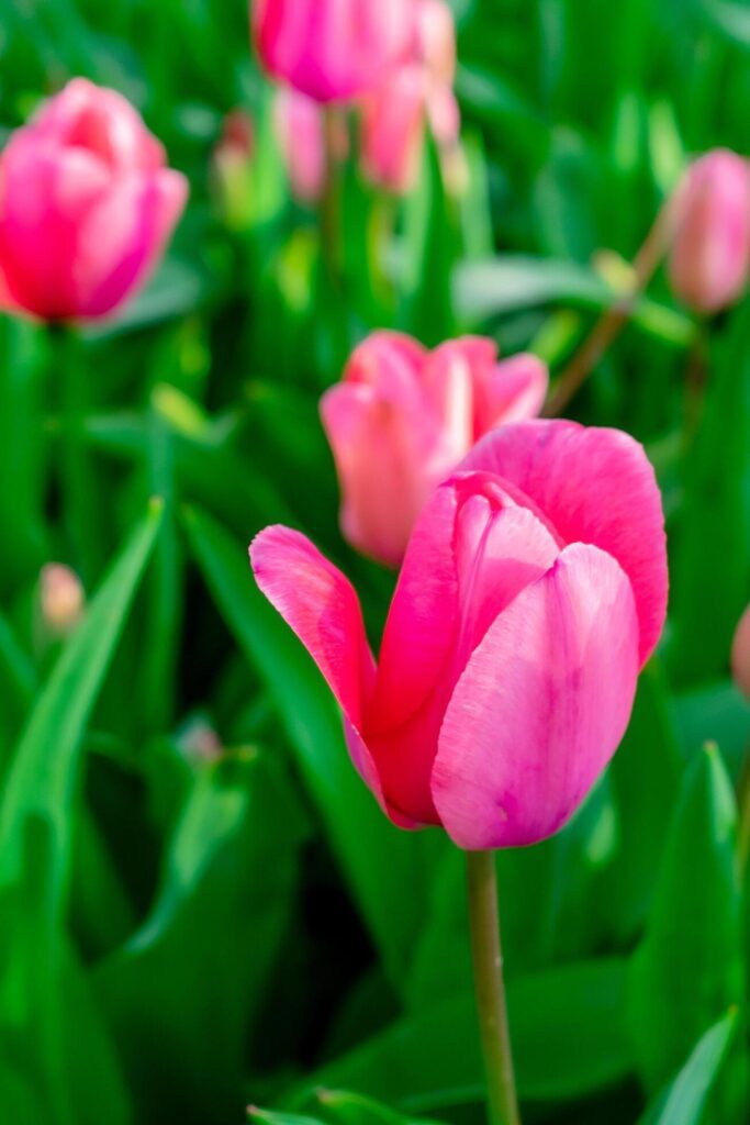 Background of many bright pink tulips. Floral background from a carpet of bright pink tulips. Stock Free