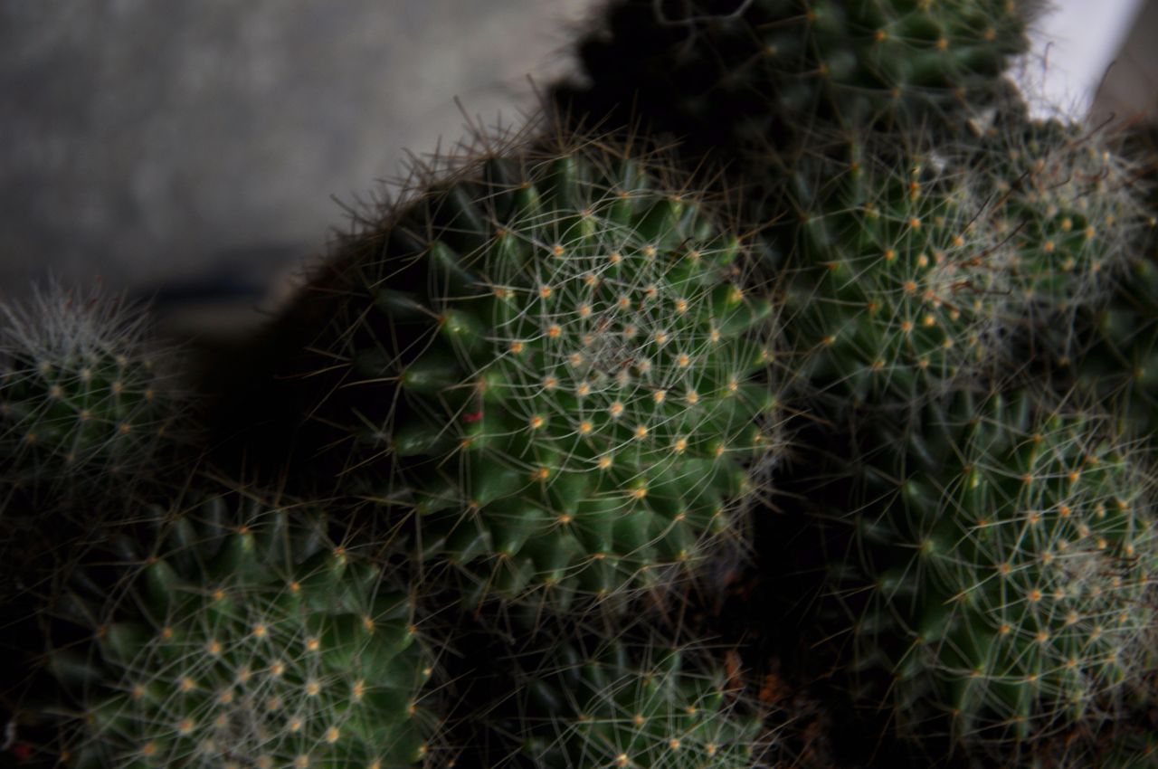 Cactus 2 Stock Free