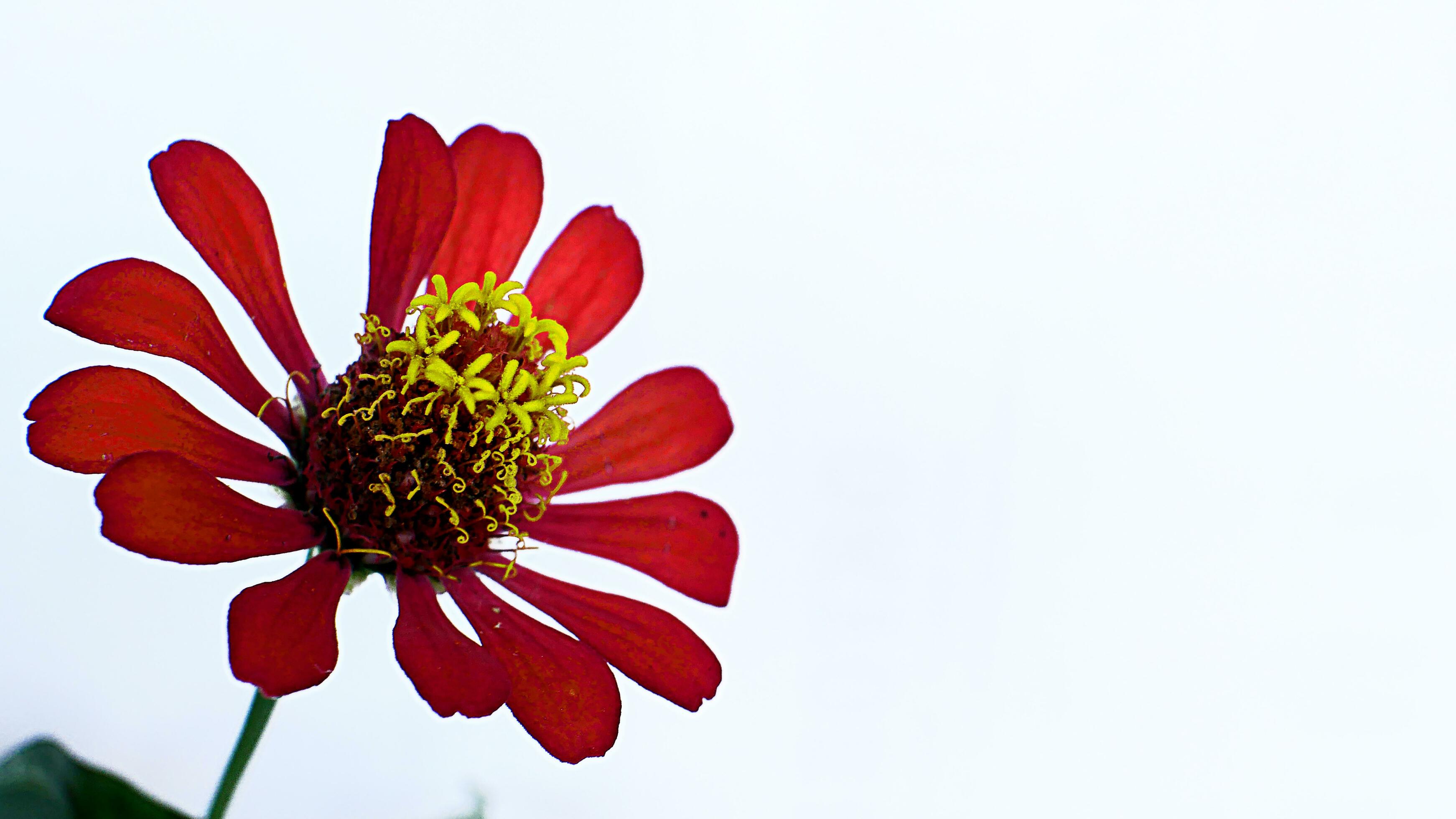 Beautiful flower on a white background Stock Free