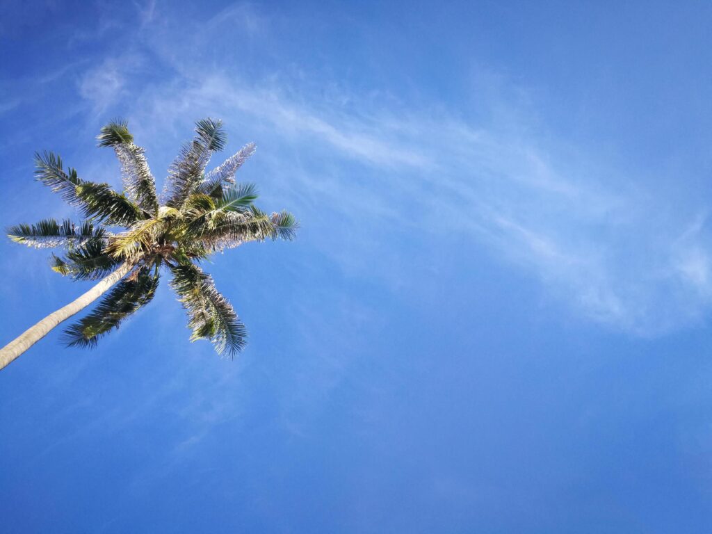 Summer nature scene, Tropical plants, Coconut palm trees on blue sky background. Stock Free