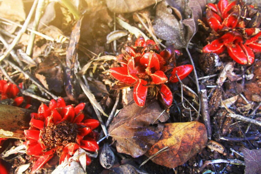 Red Shampoo ginger, Wild ginger flowers in forest with sunlight and blue sky on the mountain. Stock Free