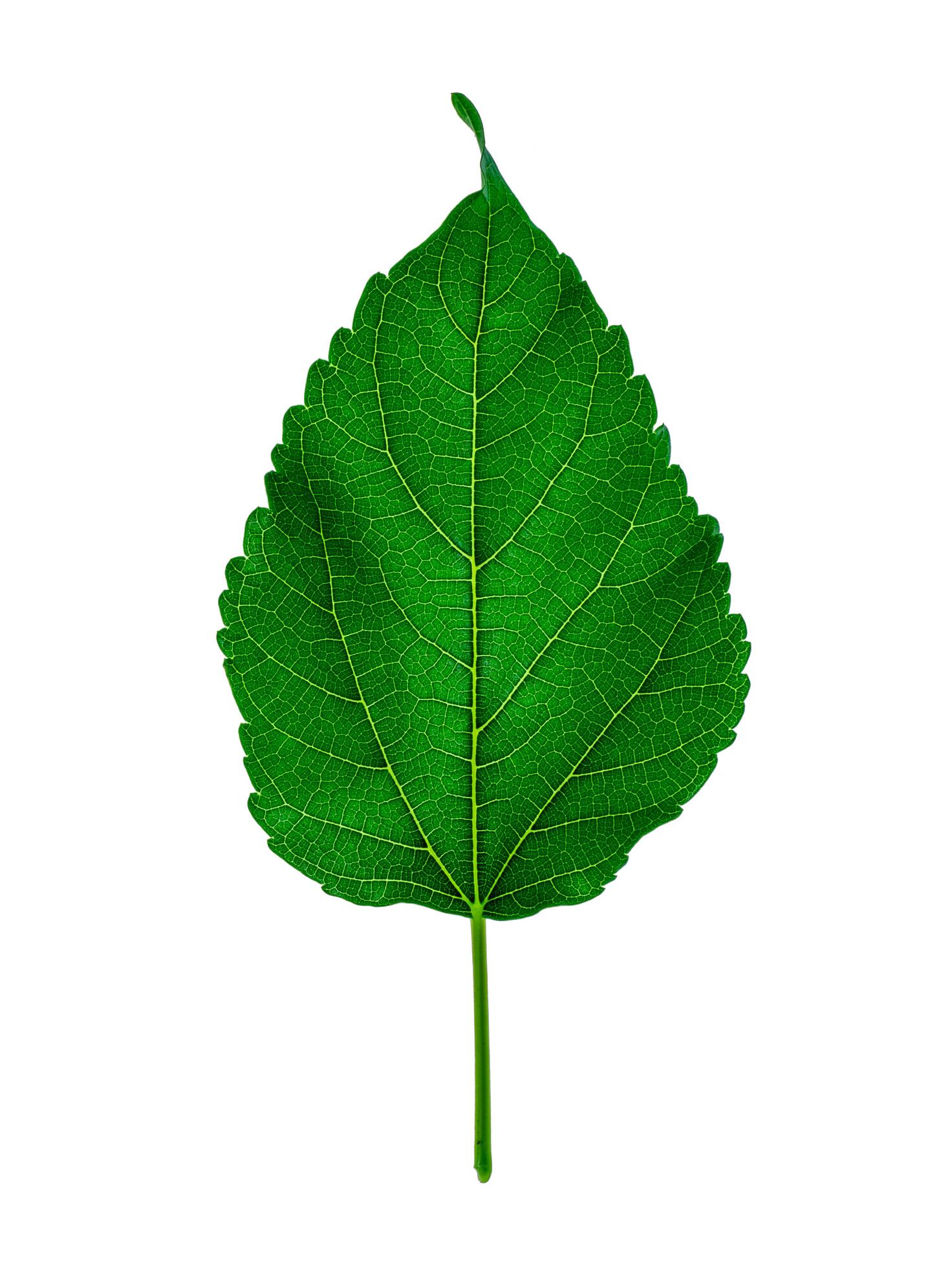 Close up leaf on white background. Stock Free