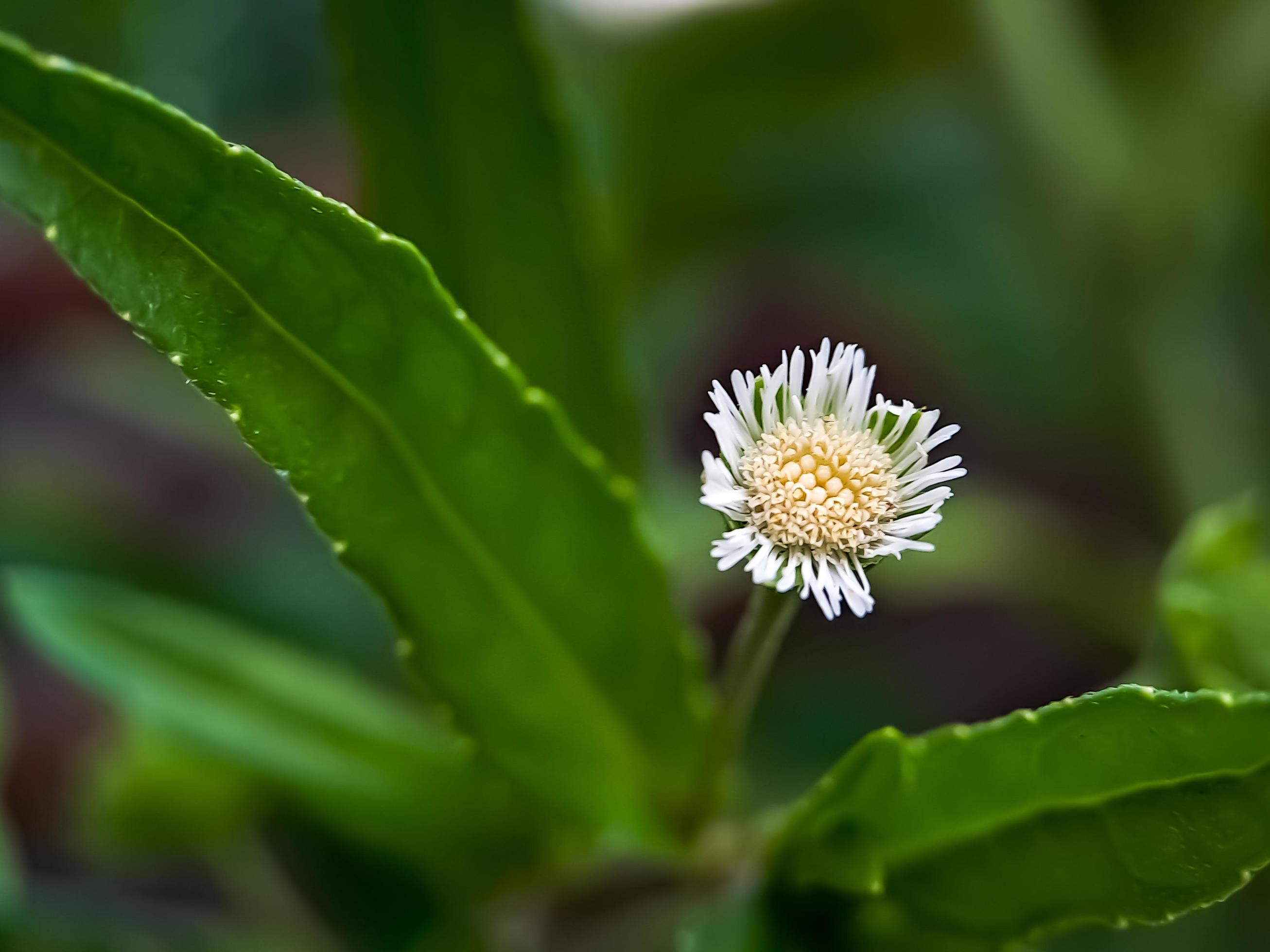 Macro false daisy, yerba de tago, Karisalankanni, and bhringraj, is a species of plant in the sunflower family Stock Free