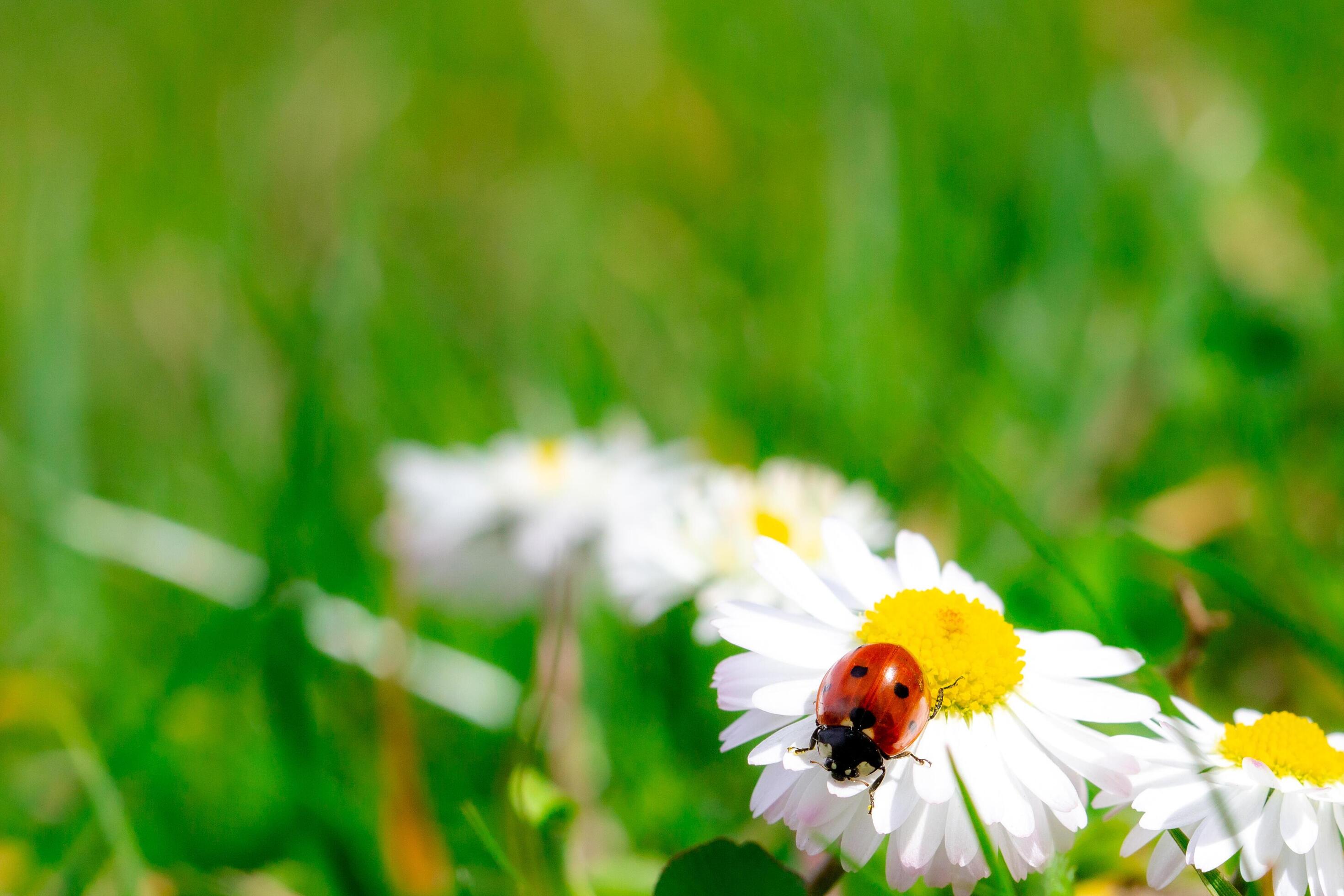 ladybug on chamomile on green grass background Stock Free