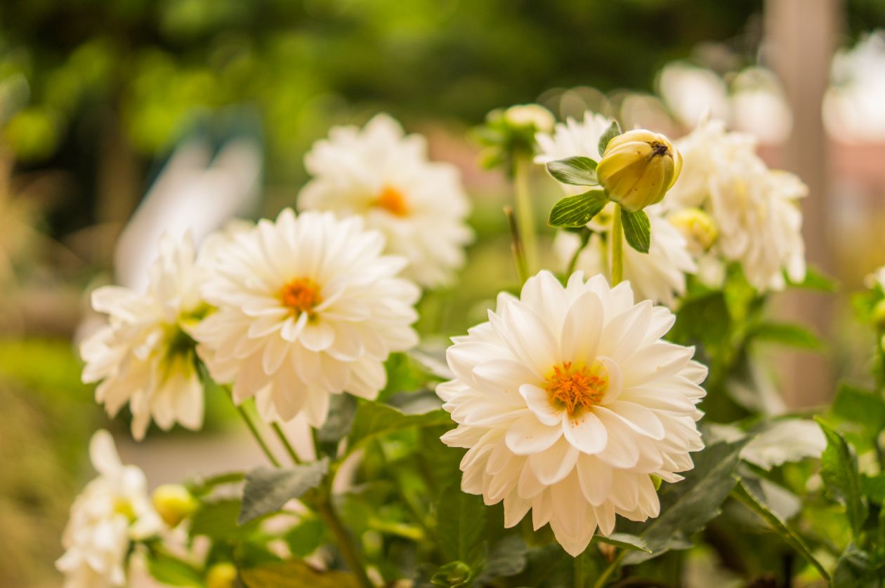 White flower Stock Free