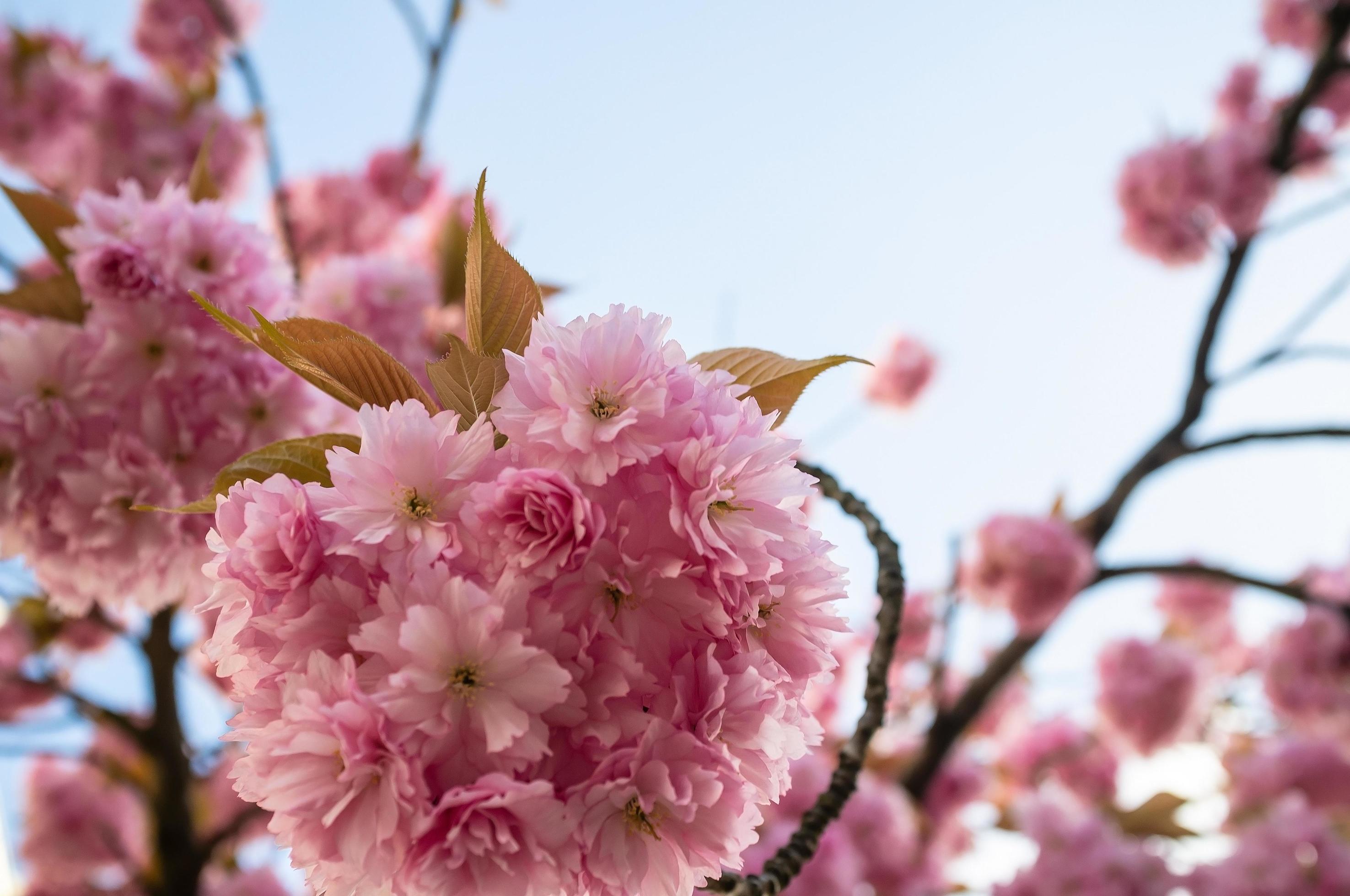 Beautiful pink sakura flowers, against the blue sky. Cherry blossoms. Stock Free