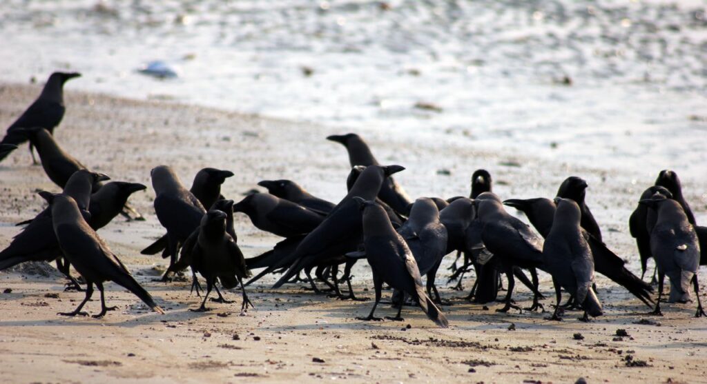 Crow Meeting Group Stock Free