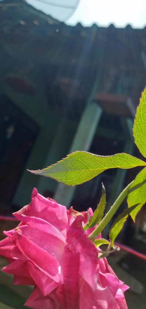 Beautiful pink roses growing in front of the house Stock Free