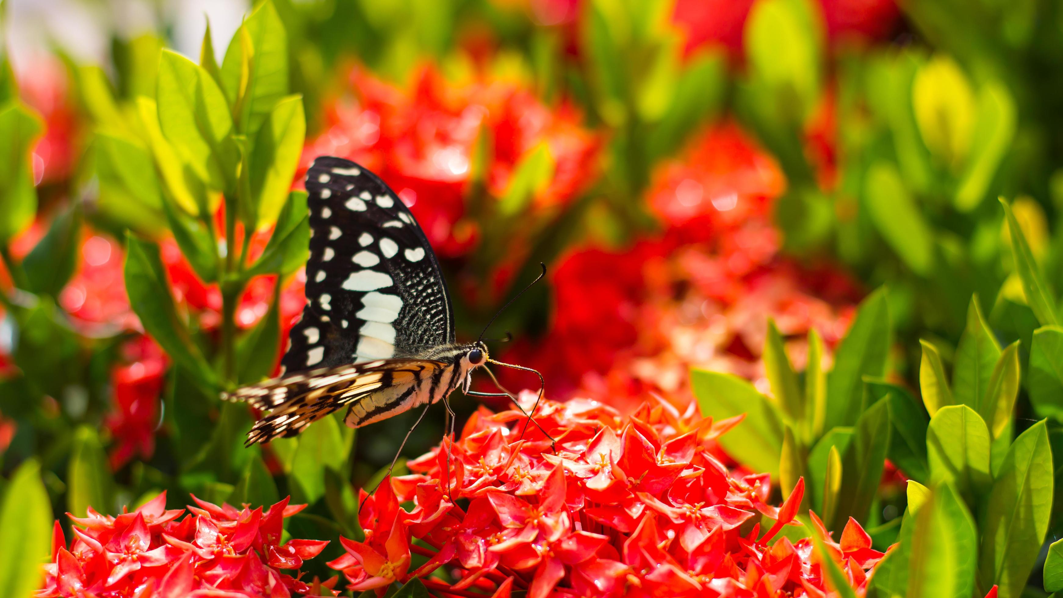 Butterfly with red flower spike. Stock Free