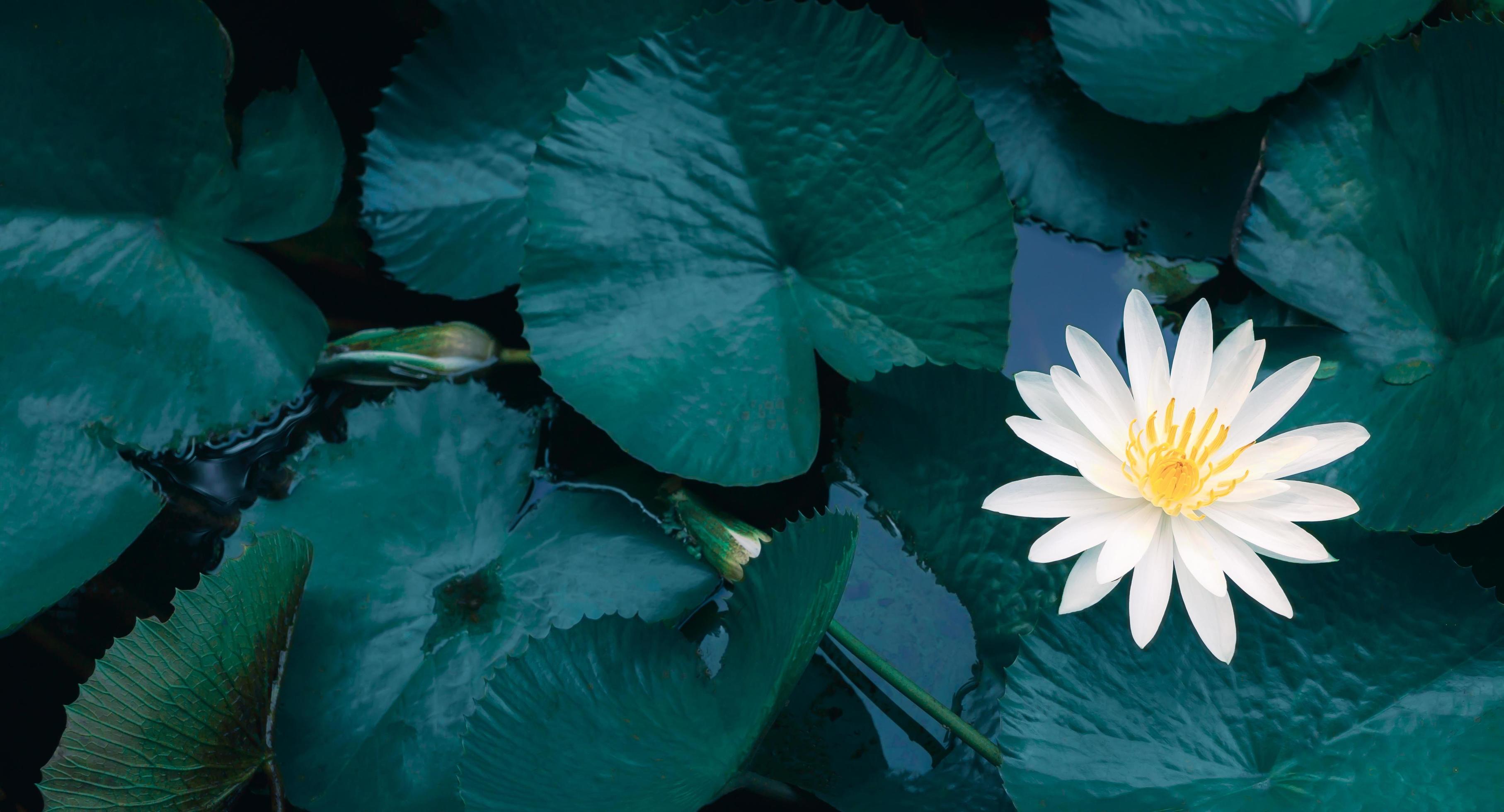 Beautiful white lotus or waterlily and white lotus leaf in the blue pond.lotus flower background Stock Free